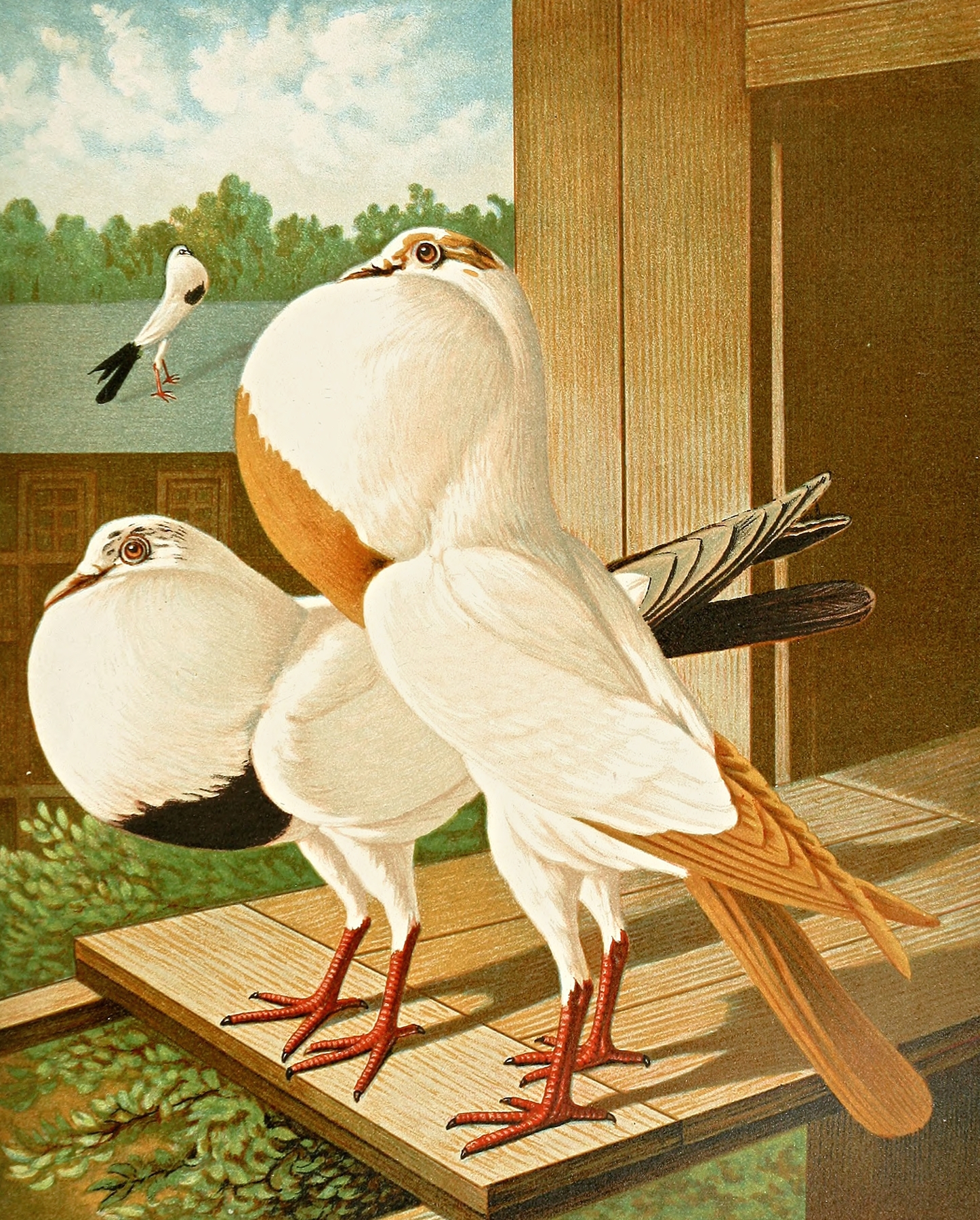 Gestorchte Brünner Kröpfer by Gustav Prütz