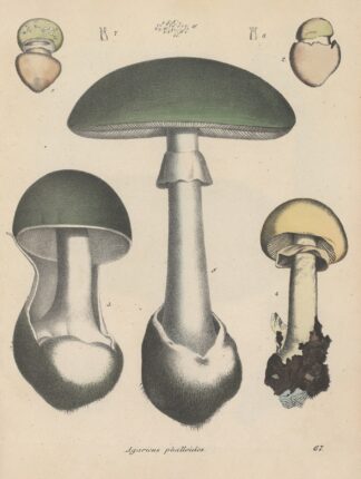 Giftpflanzen-Buch Pl.67 by Friedrich Berge