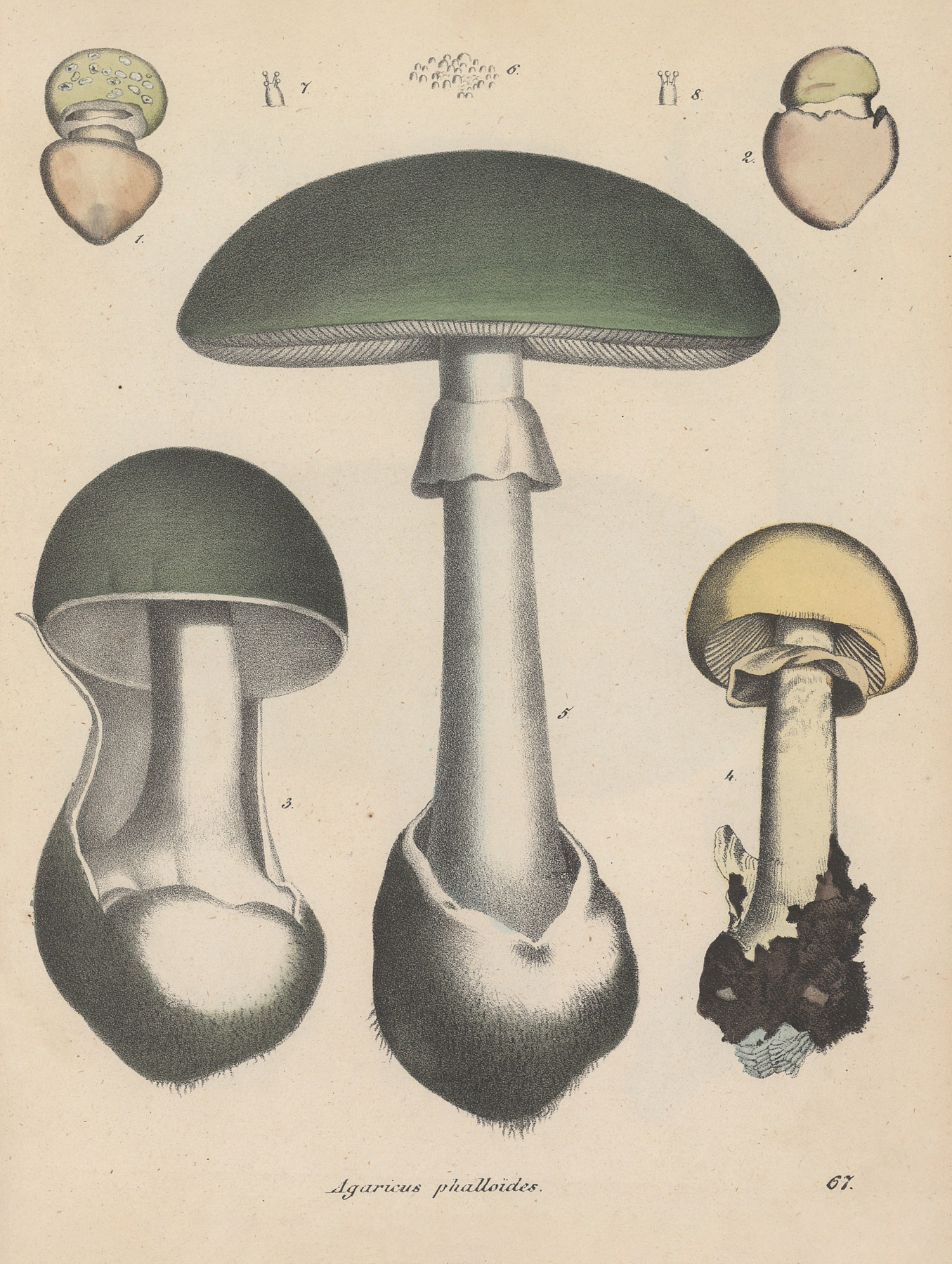 Giftpflanzen-Buch Pl.67 by Friedrich Berge