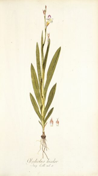 Gladiolus bicolor by Nikolaus Joseph Freiherr von Jacquin