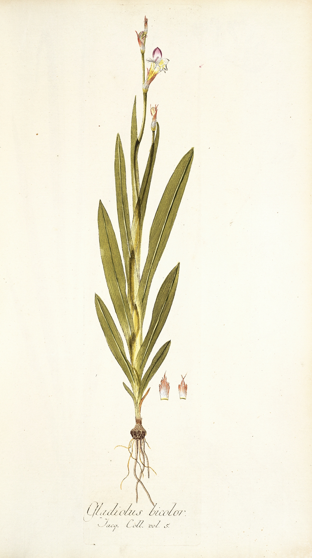 Gladiolus bicolor by Nikolaus Joseph Freiherr von Jacquin