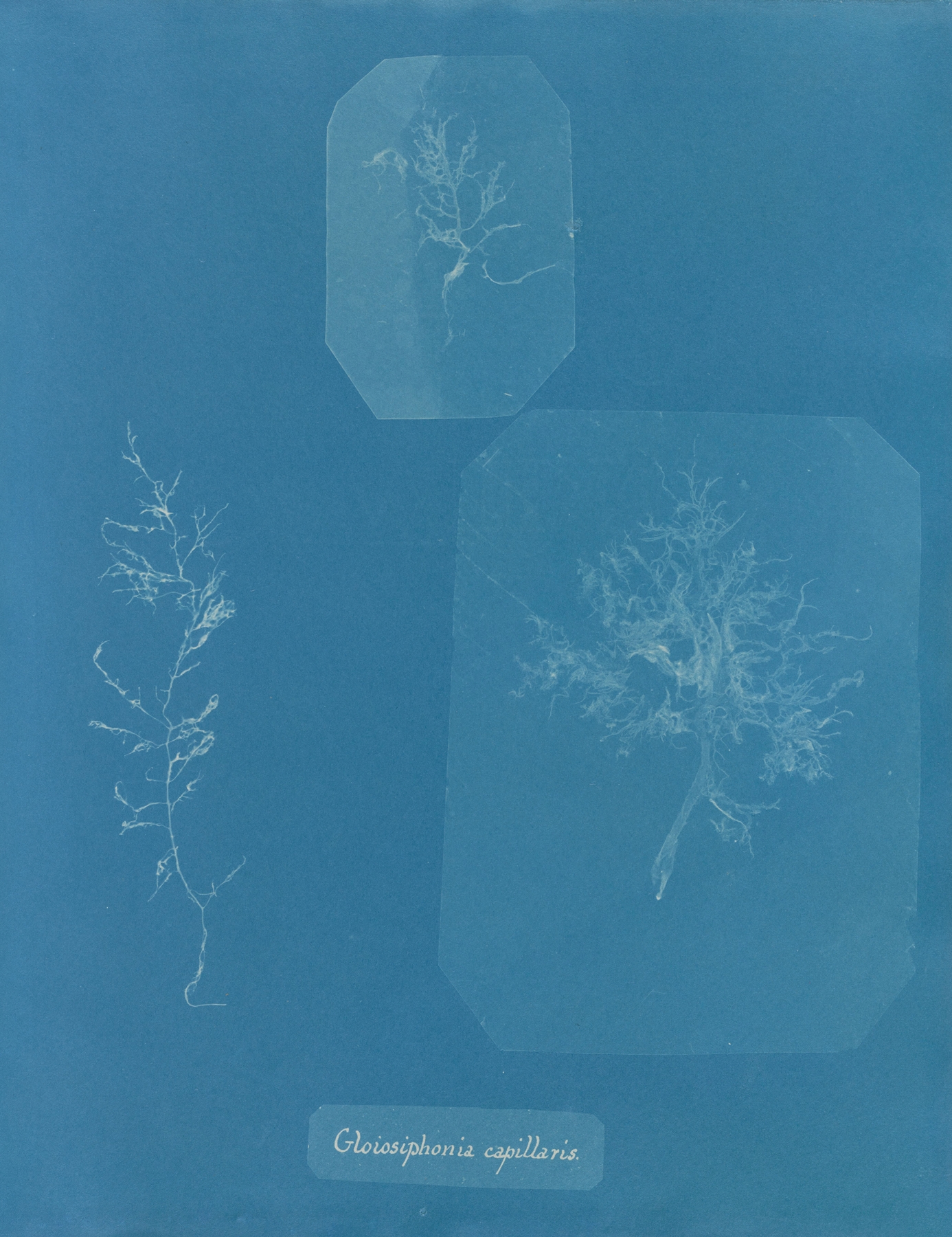 Gloiosiphonia capillaris by Anna Atkins