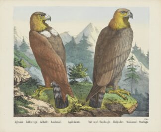 Golden eagle by Joseph Scholz