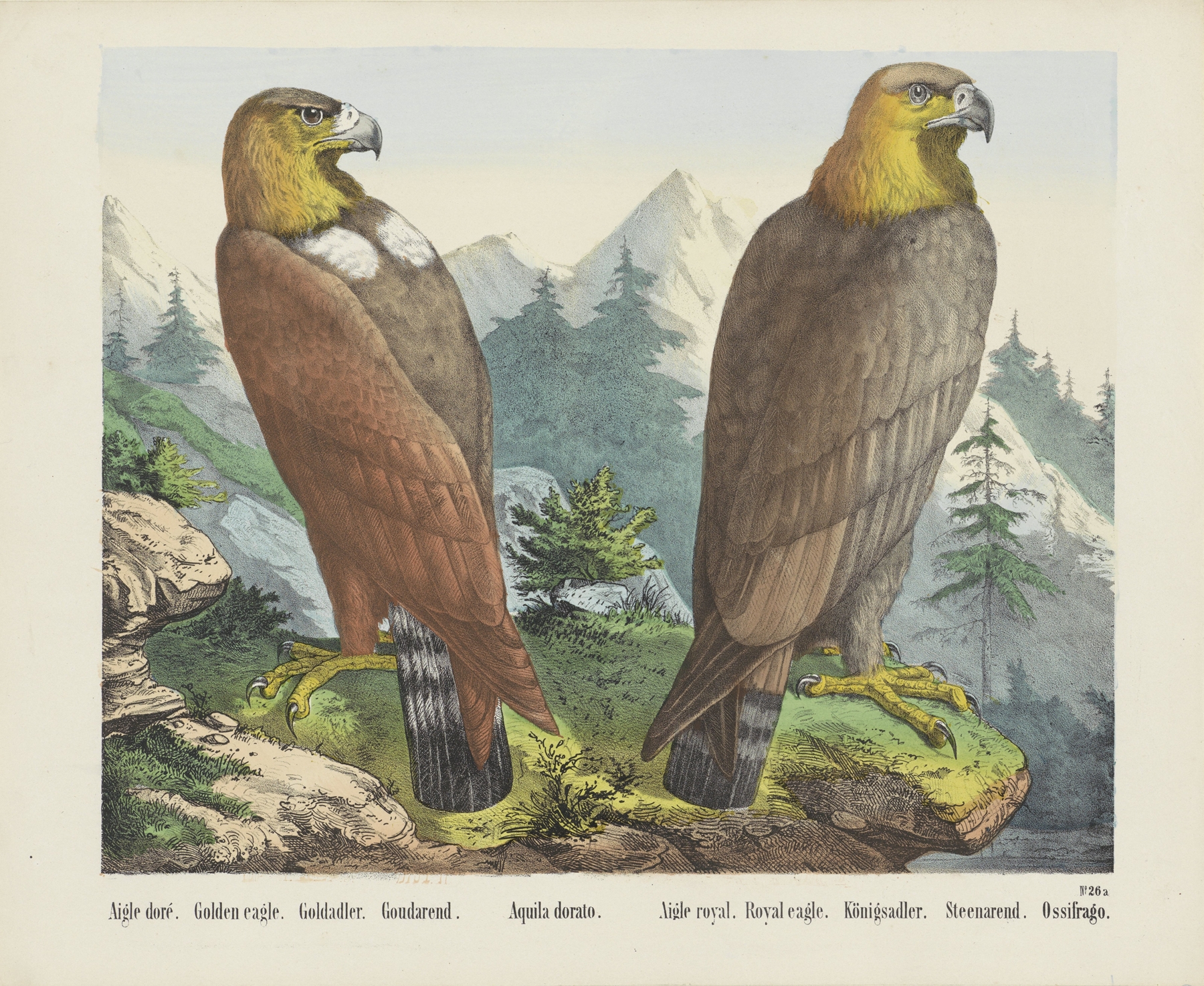 Golden eagle by Joseph Scholz