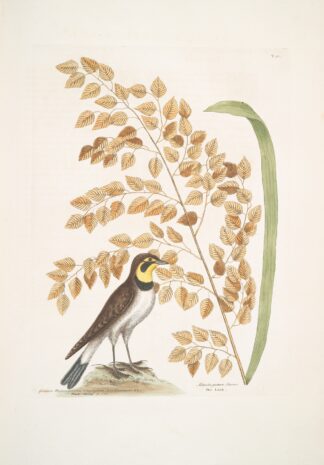 Gramen Myloicophoron Oxyphyllon Carolinianum, The Sea-side Oat; Alauda gutture flavo, The Lark. by Mark Catesby