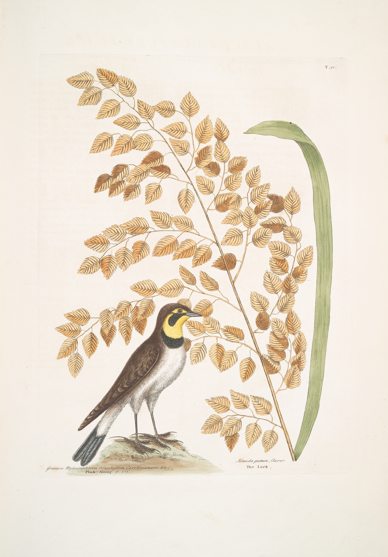 Gramen Myloicophoron Oxyphyllon Carolinianum, The Sea-side Oat; Alauda gutture flavo, The Lark. by Mark Catesby