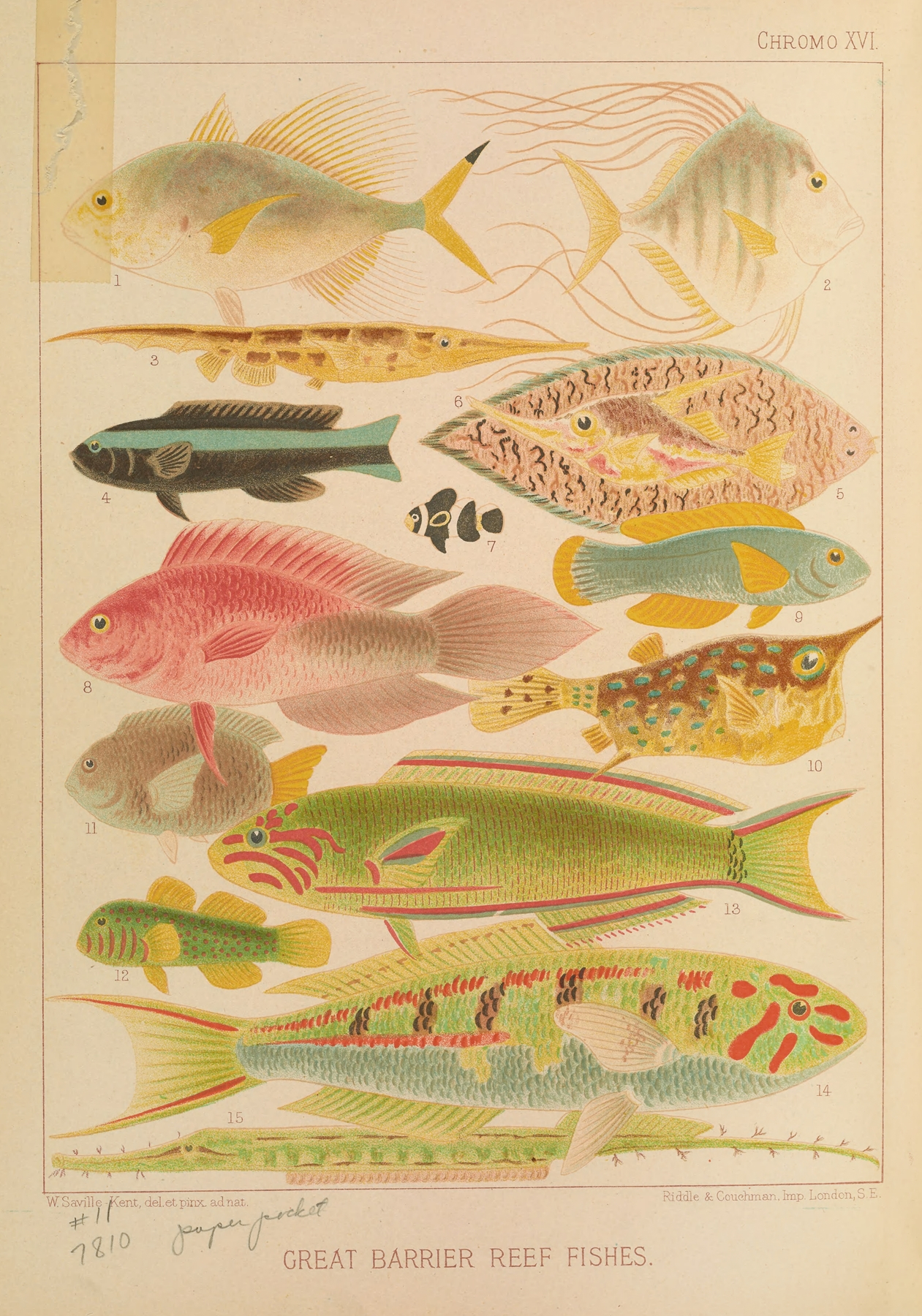 Great Barrier Reef Fishes II by William Saville-Kent