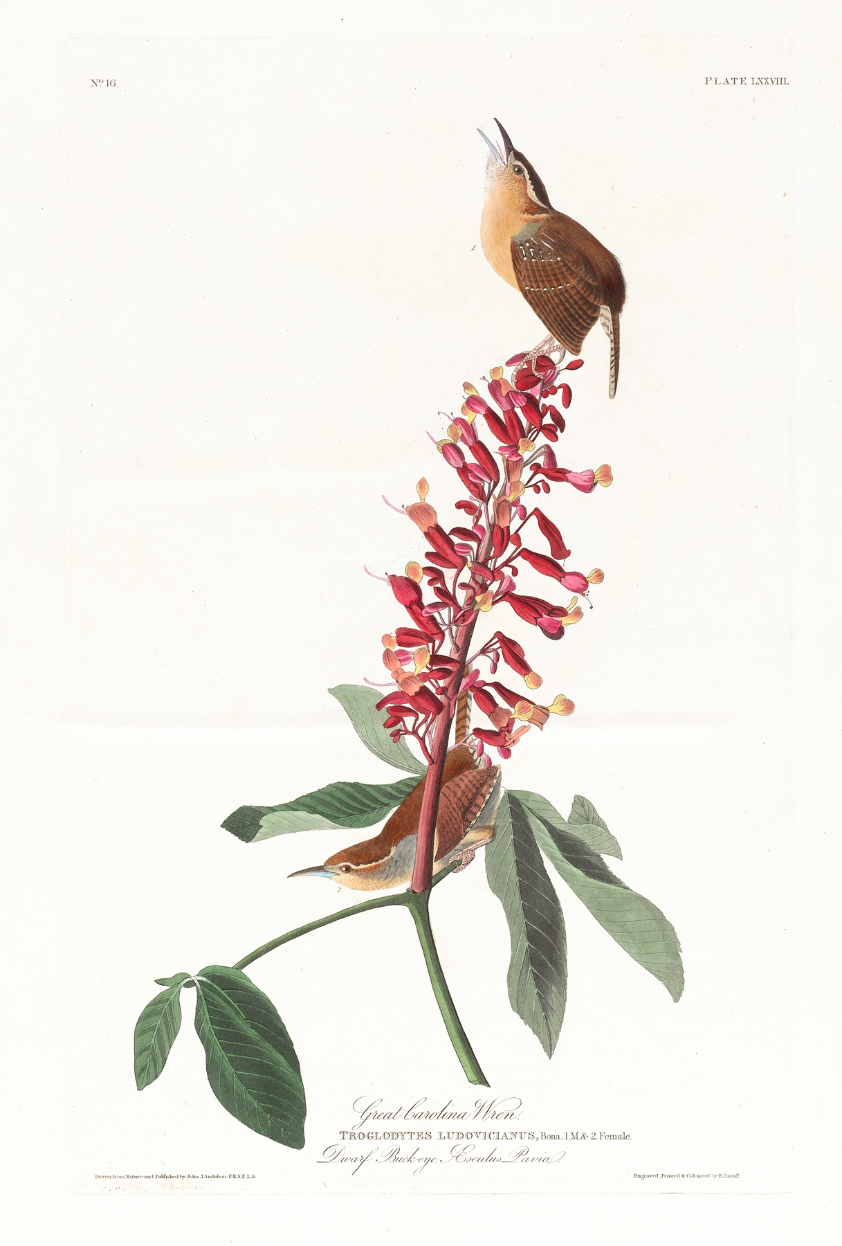 Great Carolina wren by John James Audubon