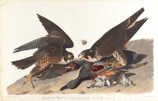 Great-footed hawk by John James Audubon