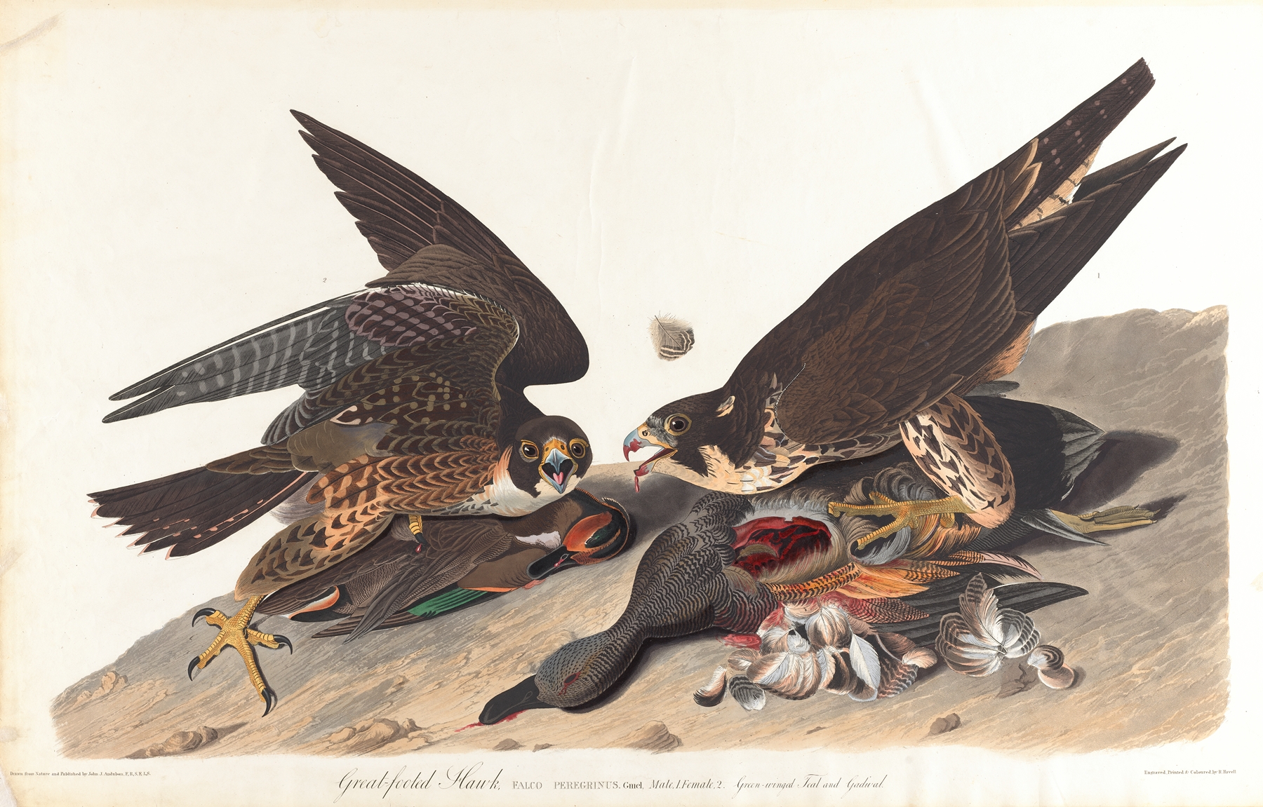 Great-footed hawk by John James Audubon