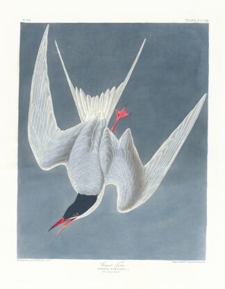 Great tern by John James Audubon