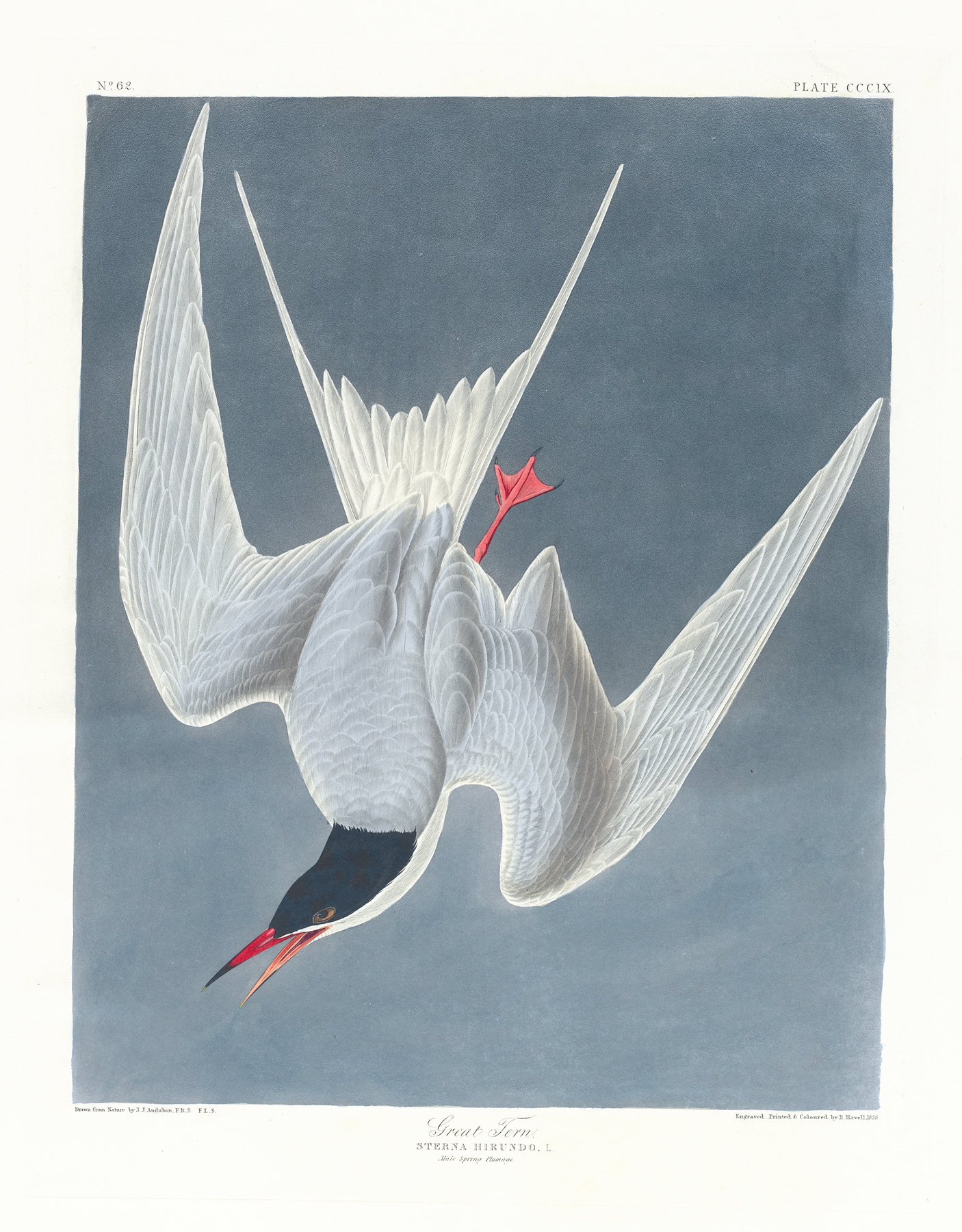 Great tern by John James Audubon