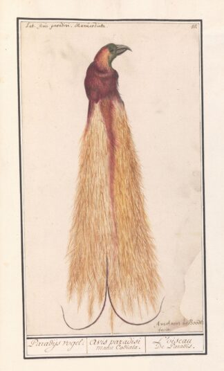 Grote paradijsvogel by Anselmus Boëtius de Boodt