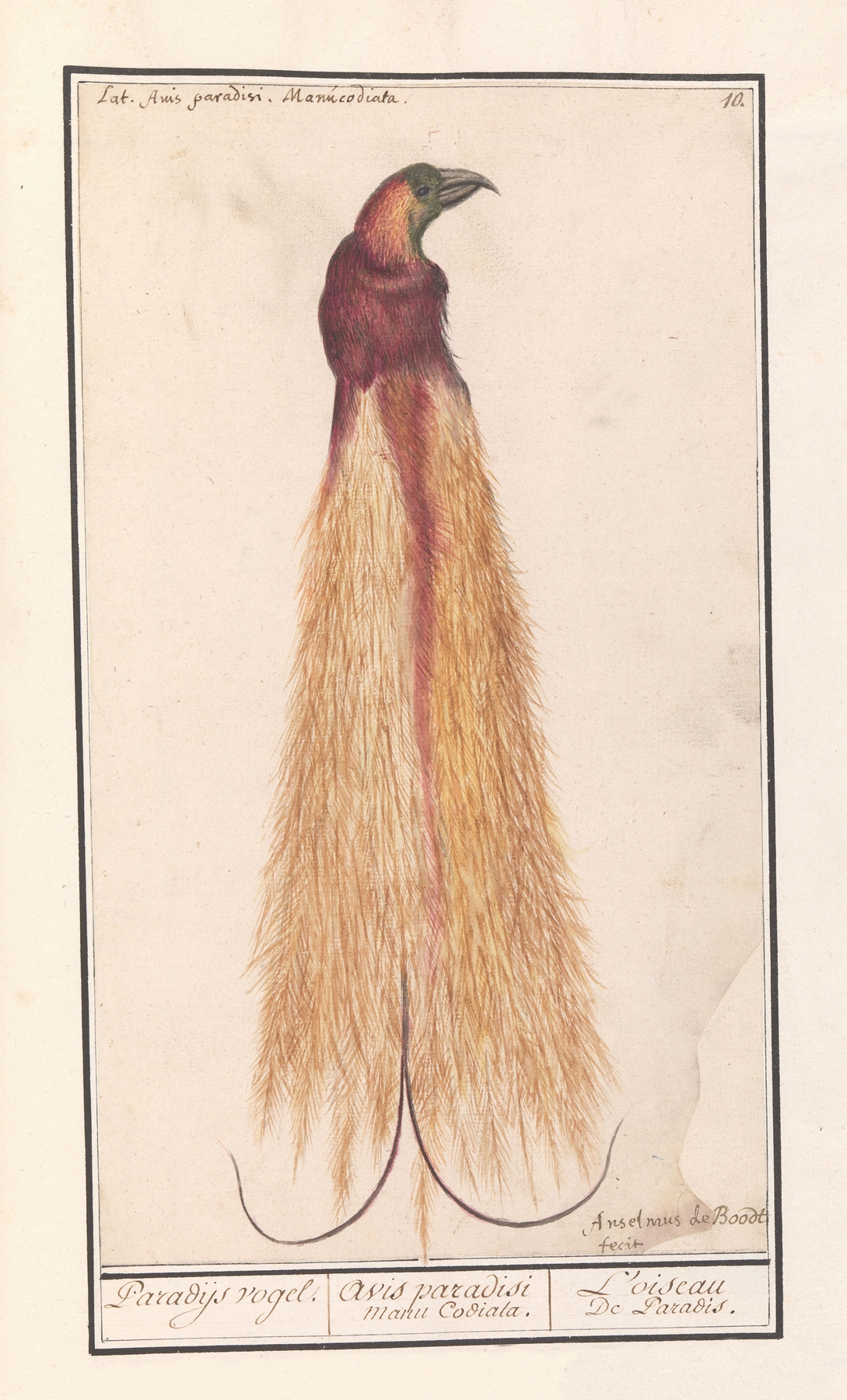 Grote paradijsvogel by Anselmus Boëtius de Boodt