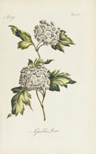 Guelder Rose by Carington Bowles