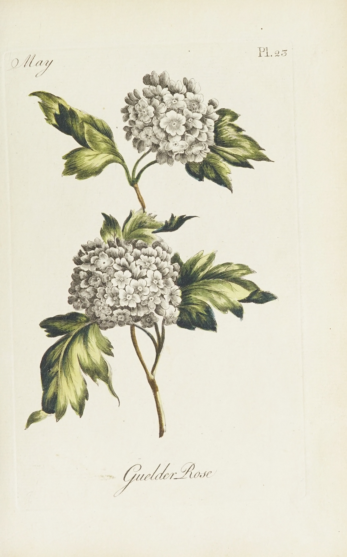 Guelder Rose by Carington Bowles