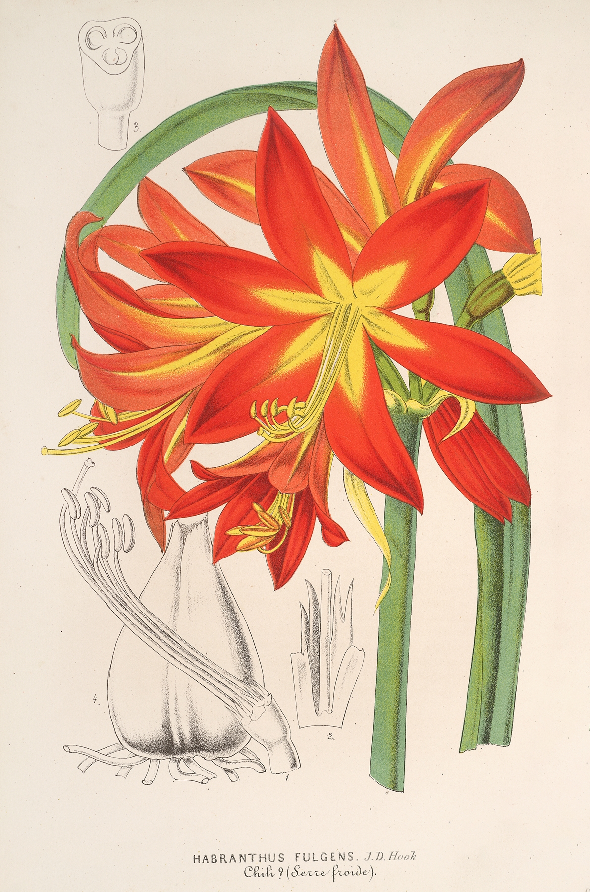Habranthus fulgens by Charles Antoine Lemaire