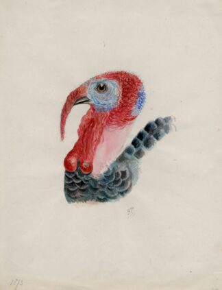 Head of a turkey by Floris Verster