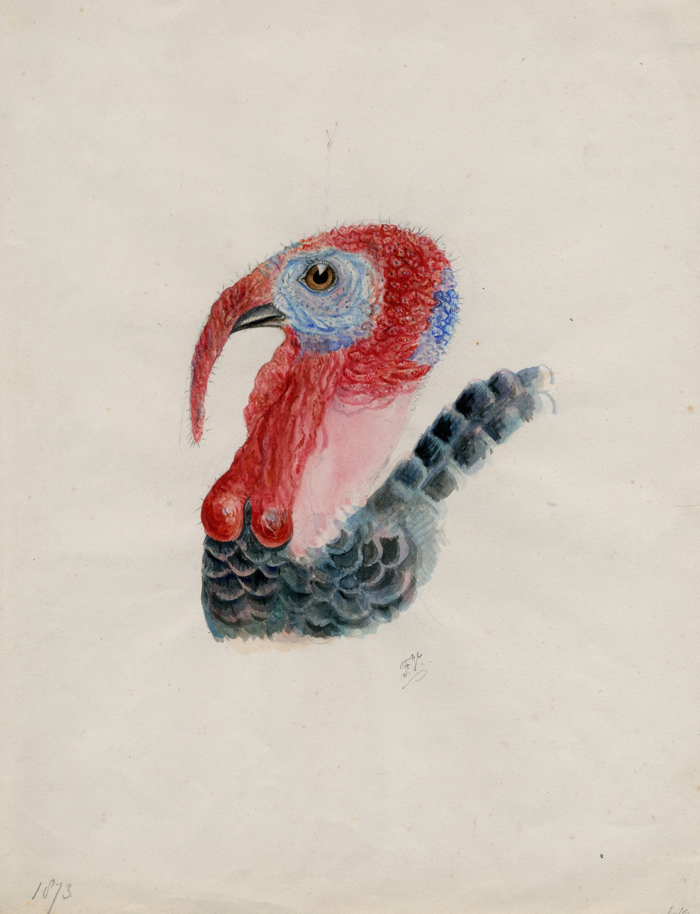 Head of a turkey by Floris Verster