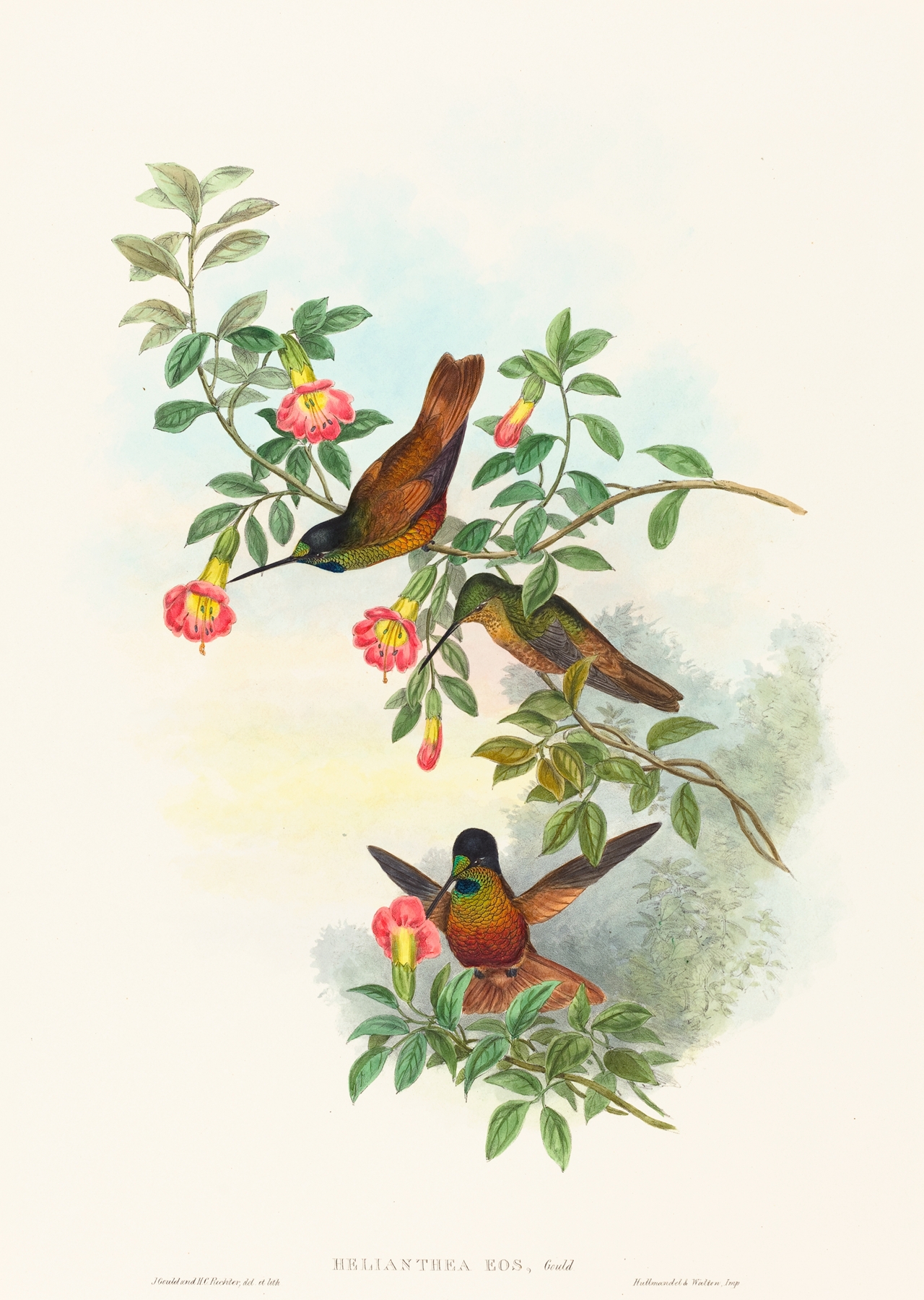 Helianthea eos by John Gould