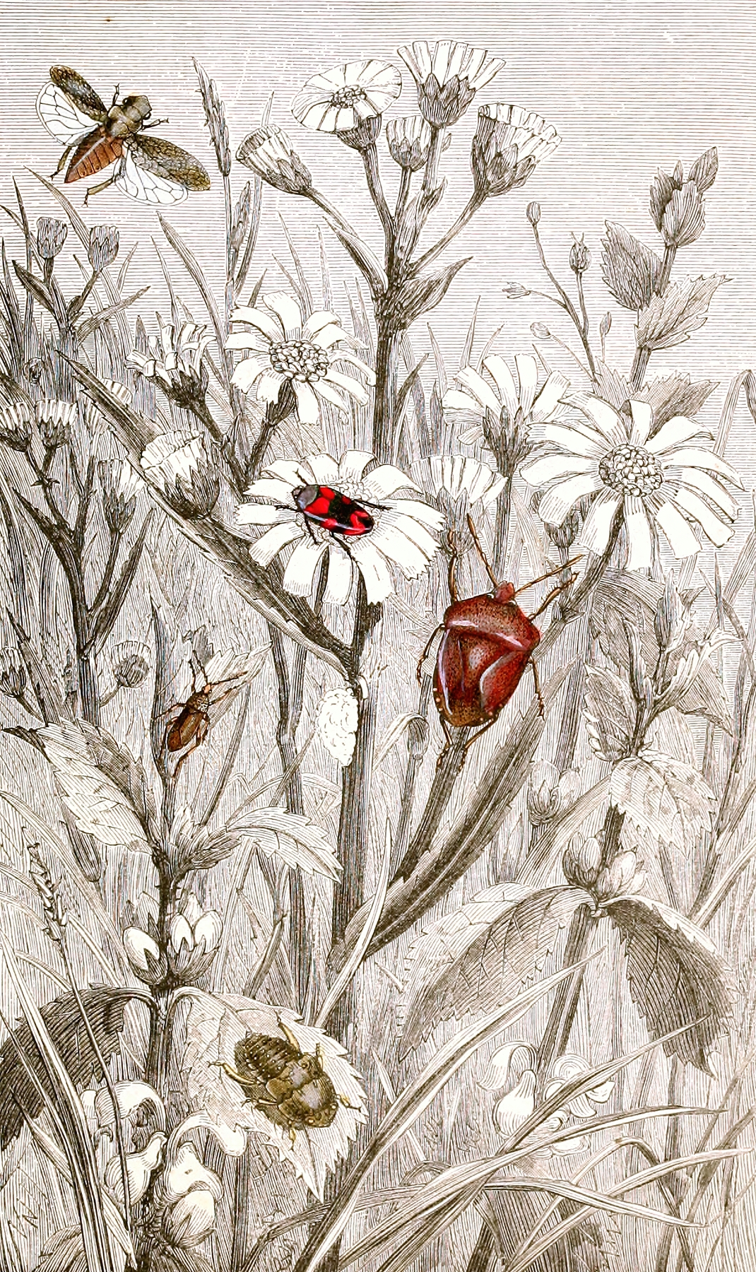 Hemipteres Pl. XV by Jules Rothschild
