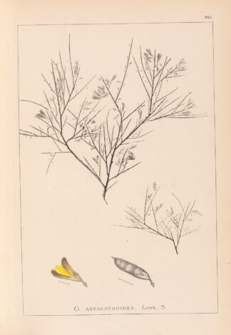 Herbier de la flore française Pl.0181 by Louis Antoine Cusin