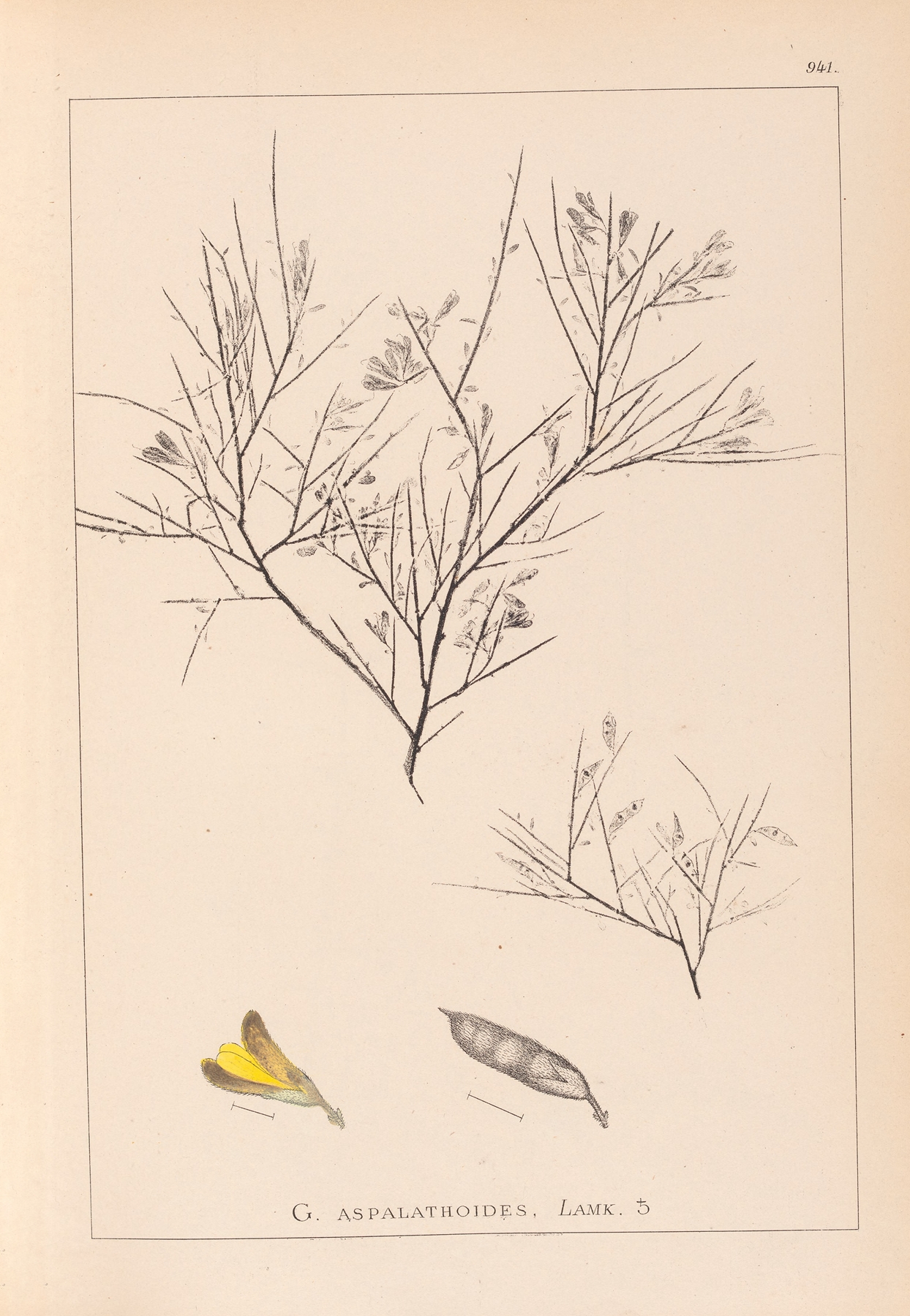 Herbier de la flore française Pl.0181 by Louis Antoine Cusin