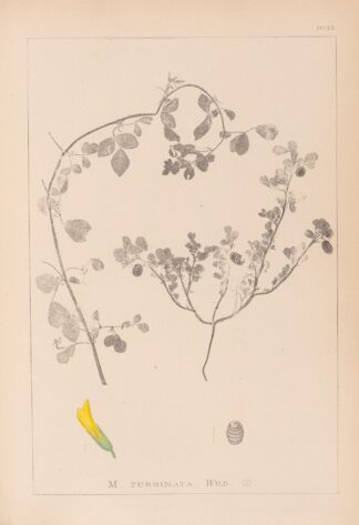 Herbier de la flore française Pl.0292 by Louis Antoine Cusin