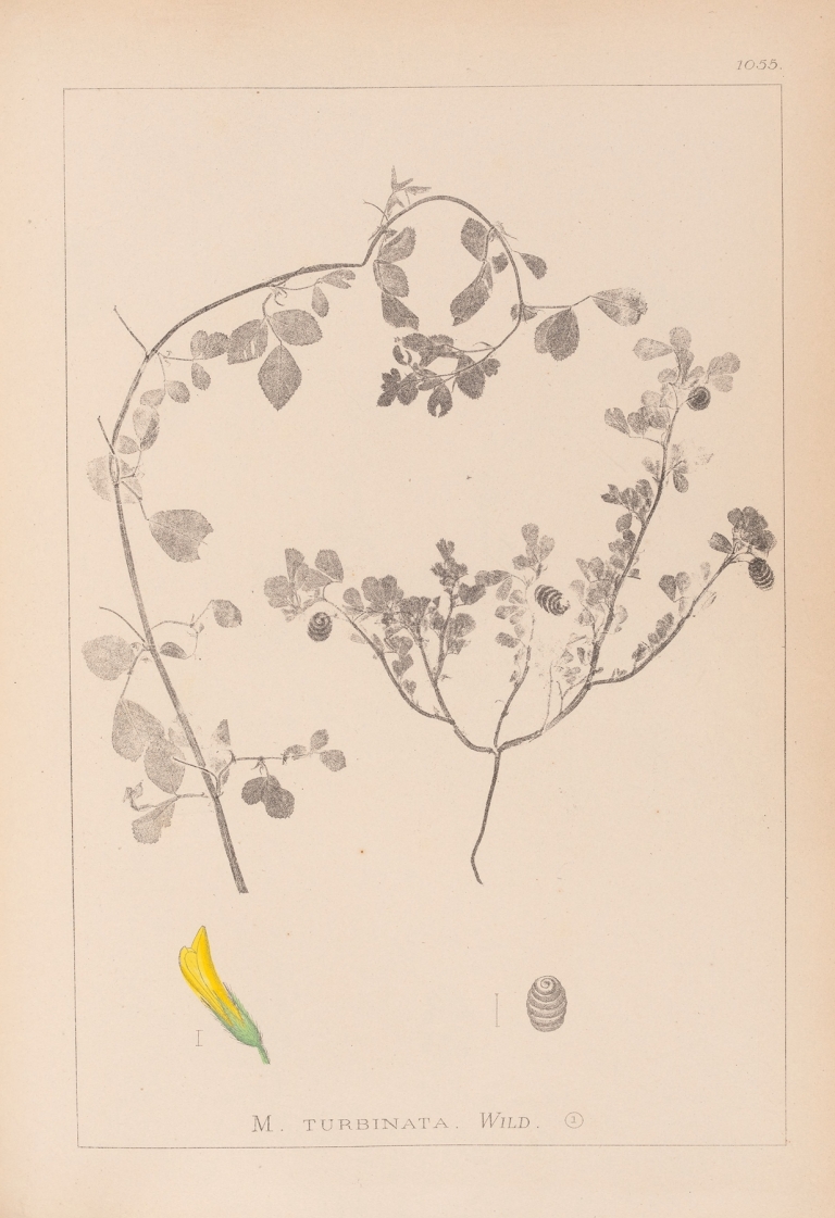 Herbier de la flore française Pl.0292 by Louis Antoine Cusin