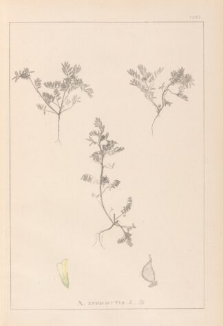 Herbier de la flore française Pl.0401 by Louis Antoine Cusin
