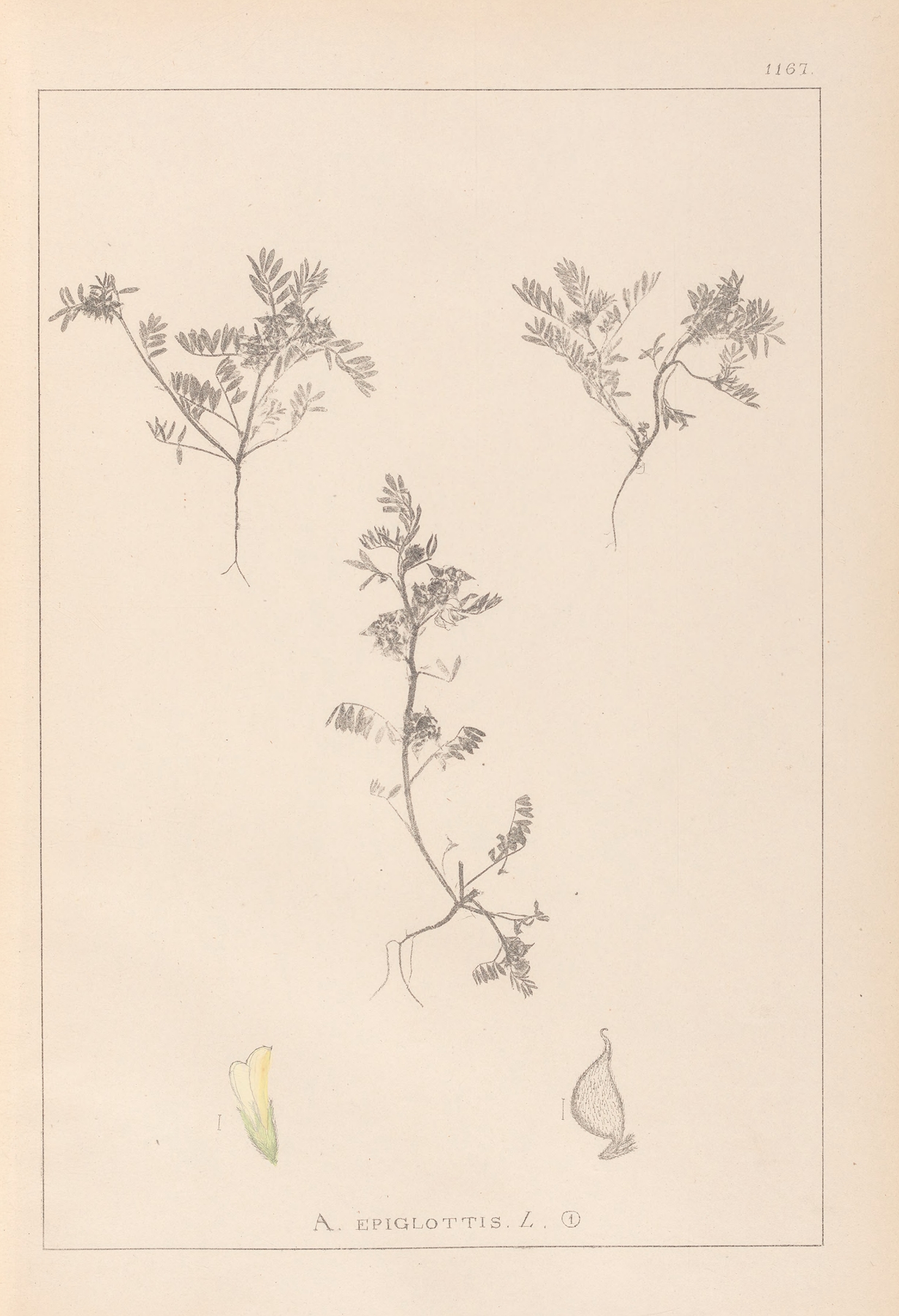 Herbier de la flore française Pl.0401 by Louis Antoine Cusin