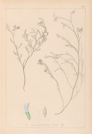 Herbier de la flore française Pl.0414 by Louis Antoine Cusin