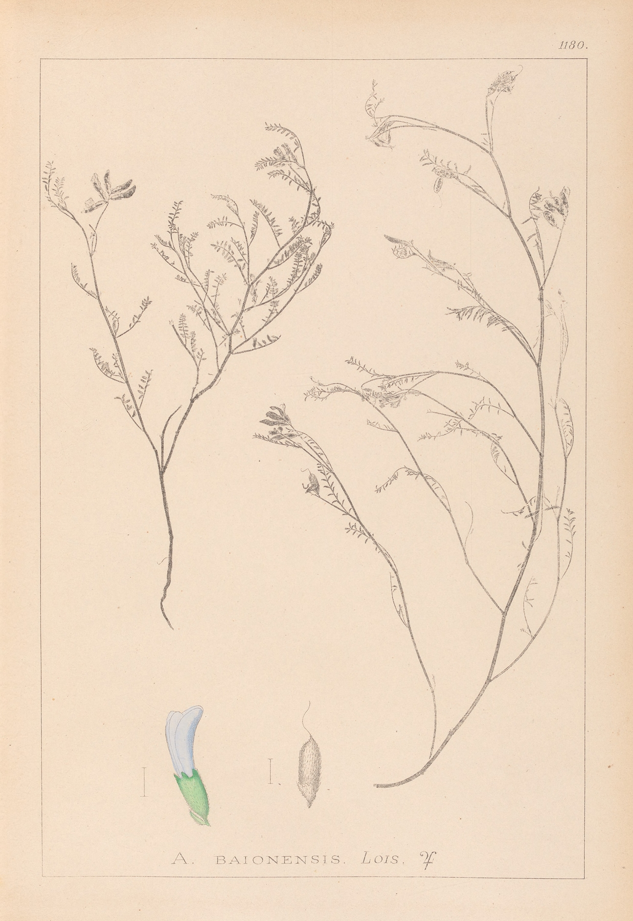Herbier de la flore française Pl.0414 by Louis Antoine Cusin