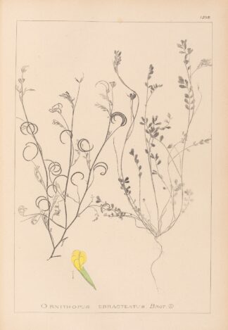 Herbier de la flore française Pl.0540 by Louis Antoine Cusin