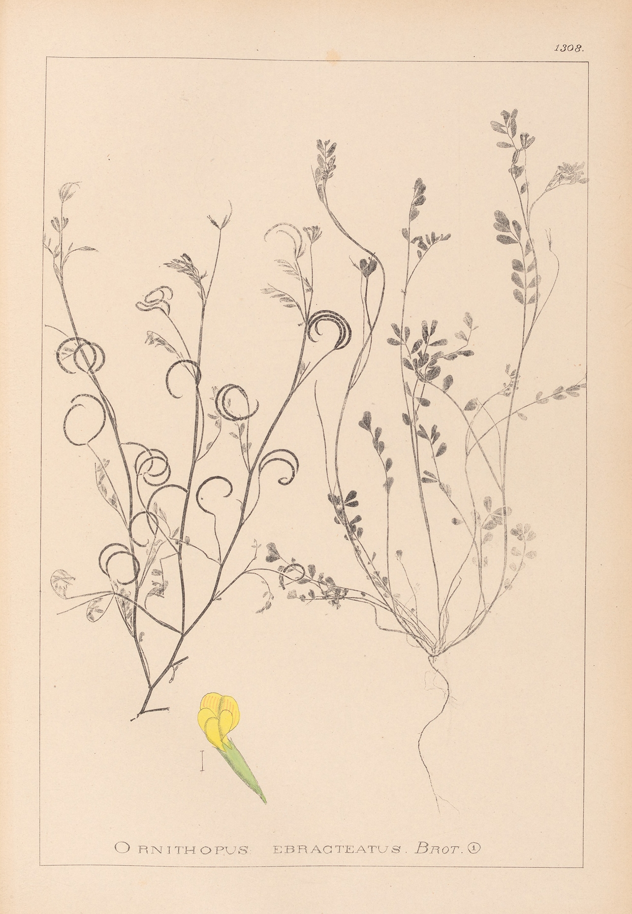 Herbier de la flore française Pl.0540 by Louis Antoine Cusin
