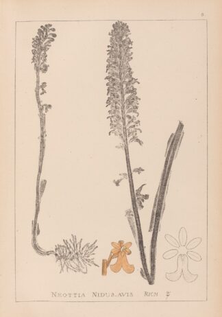 Herbier de la flore française Pl.0990 by Louis Antoine Cusin