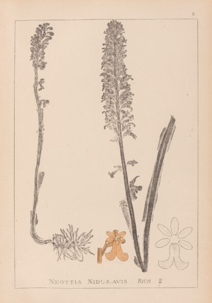 Herbier de la flore française Pl.0990 by Louis Antoine Cusin