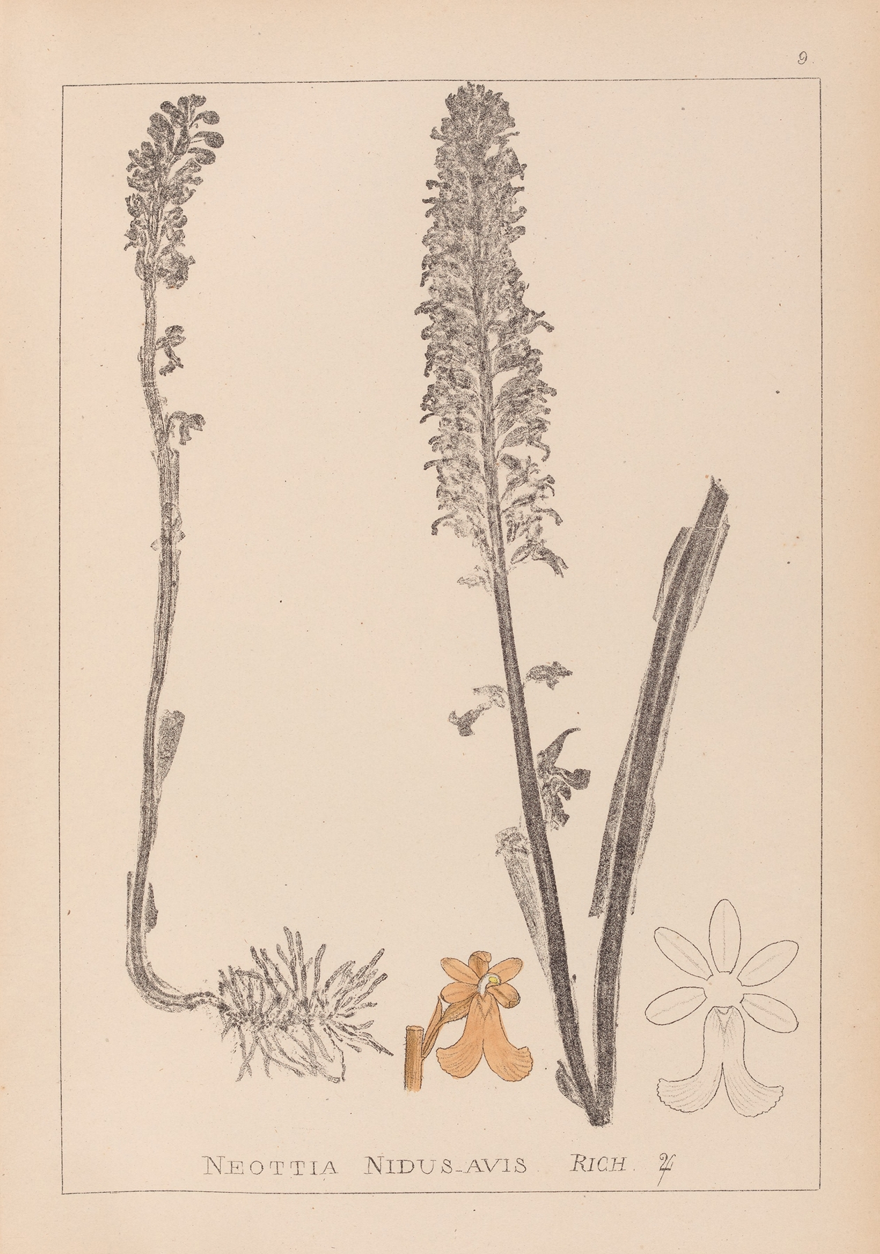 Herbier de la flore française Pl.0990 by Louis Antoine Cusin