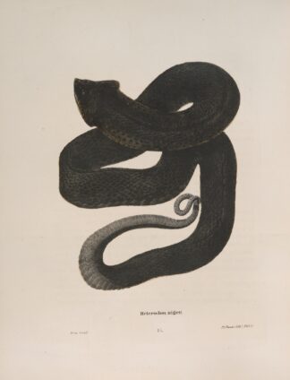 Heterodon niger by John Edwards Holbrook