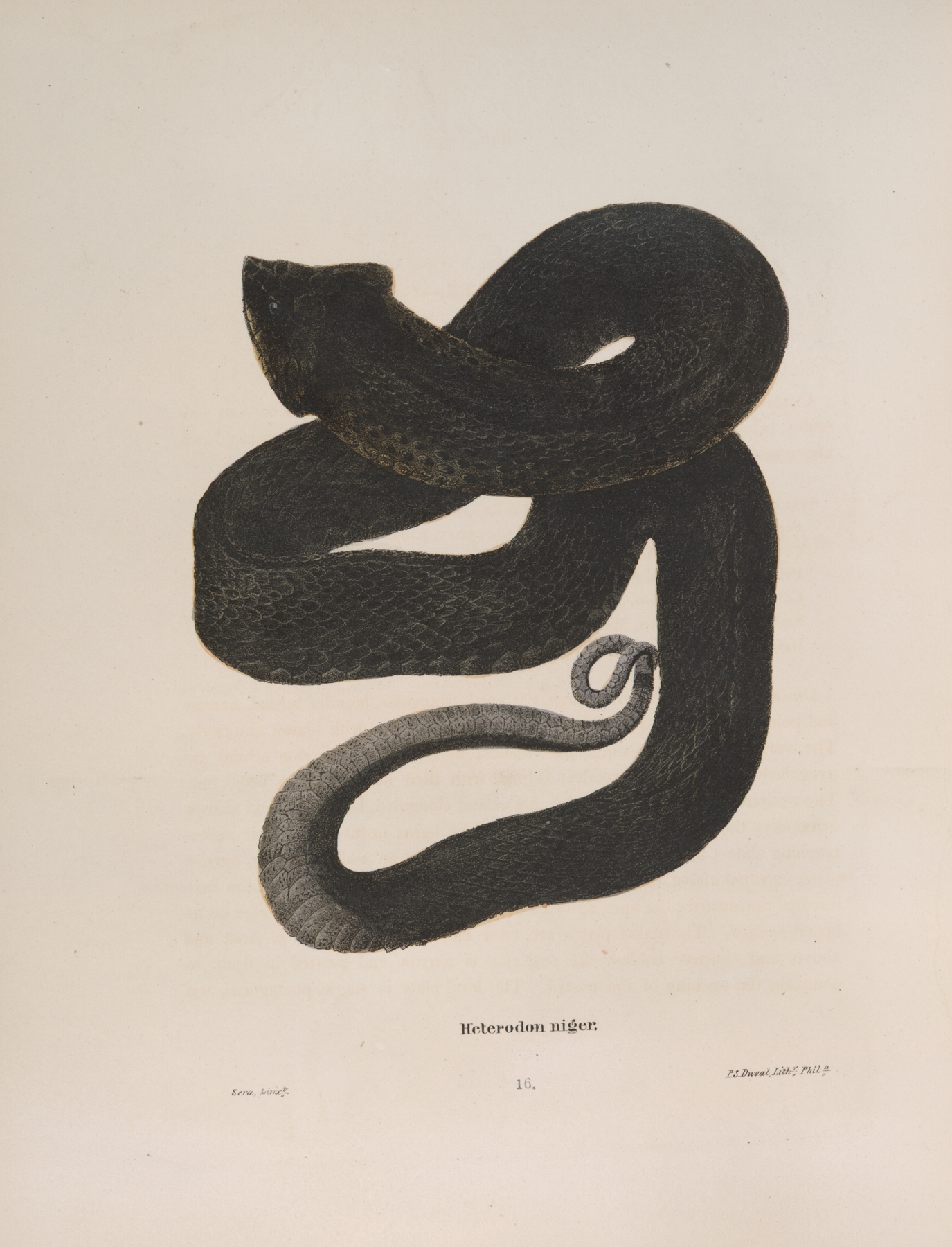 Heterodon niger by John Edwards Holbrook