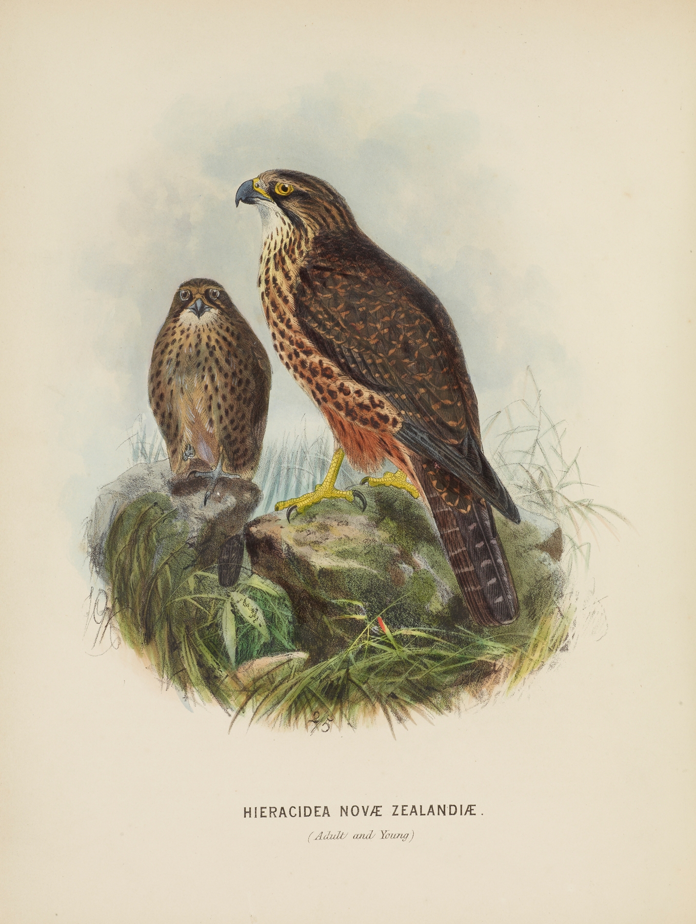 Hieracidea Novae Zealandiae by John Gerrard Keulemans