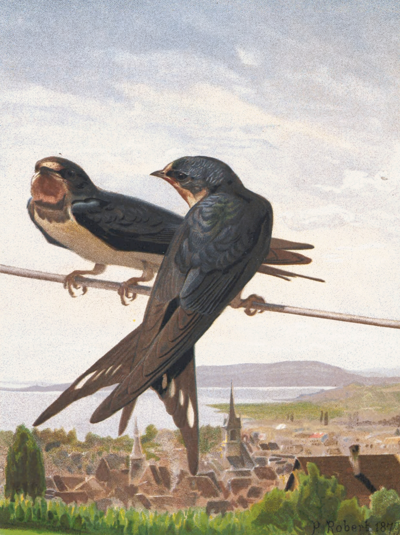 Hirondelle de Cheminée by Léo-Paul Robert