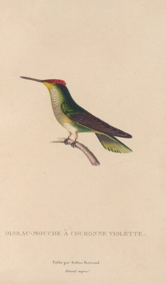 Histoire naturelle des oiseaux-mouches Pl.14 by René-Primevère Lesson
