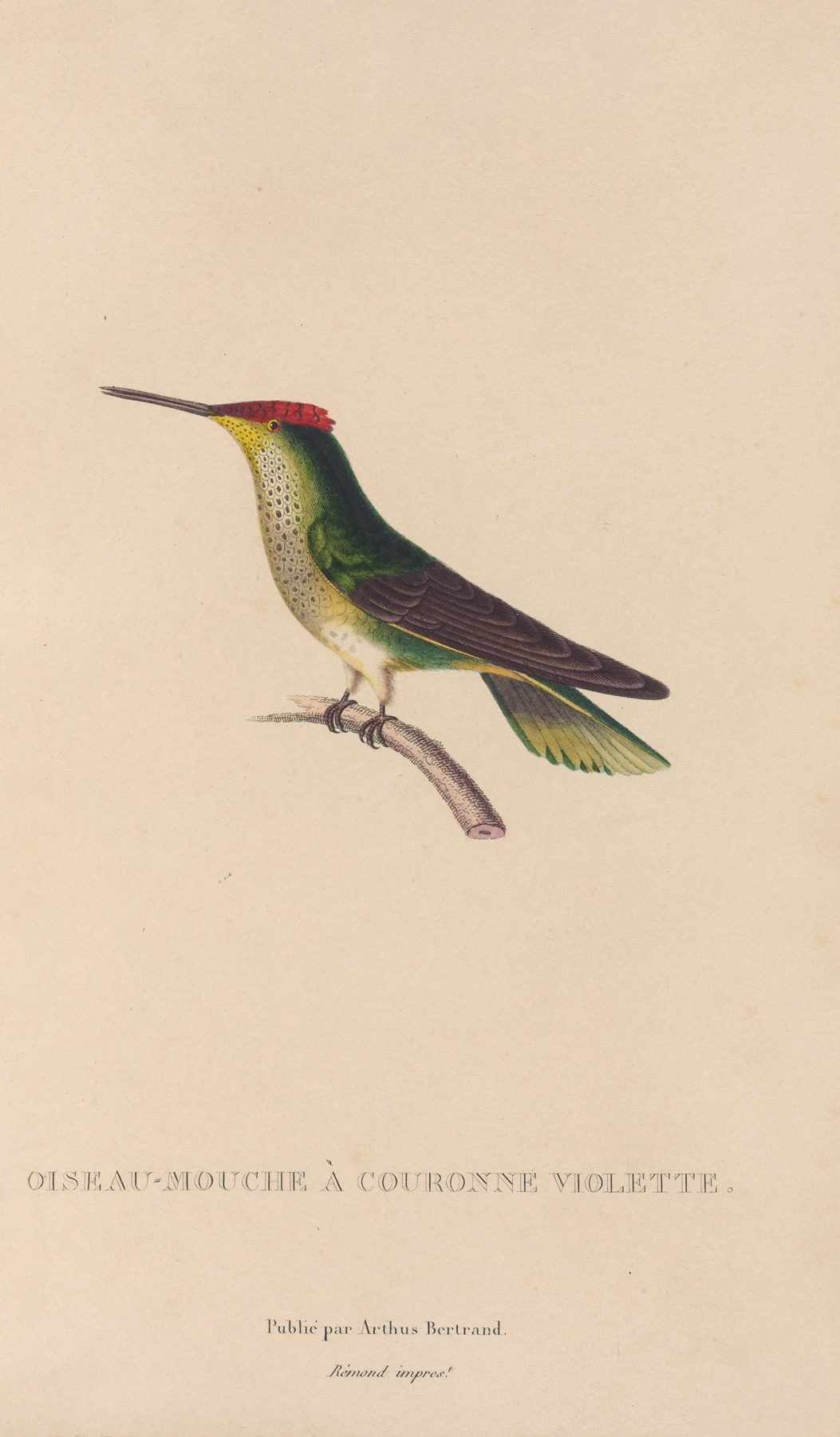 Histoire naturelle des oiseaux-mouches Pl.14 by René-Primevère Lesson