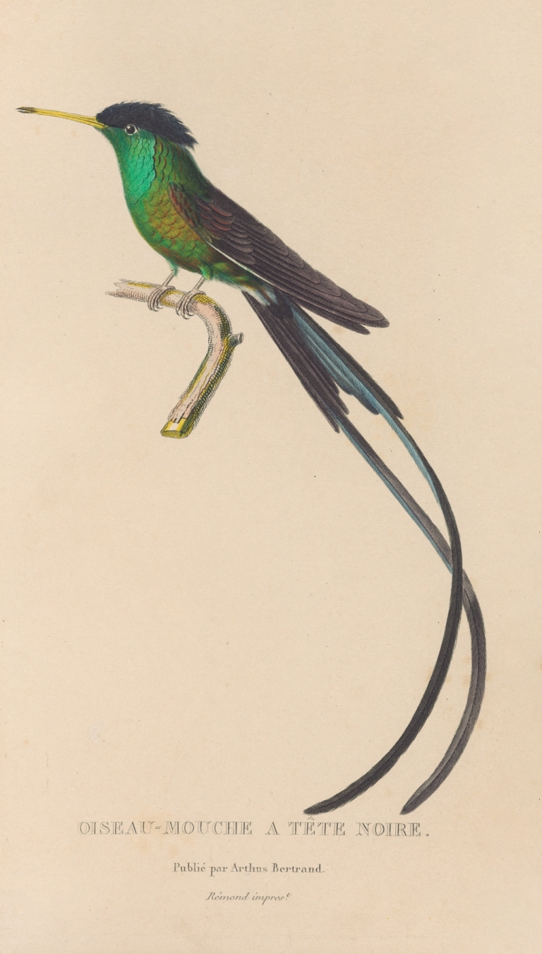 Histoire naturelle des oiseaux-mouches Pl.17 by René-Primevère Lesson