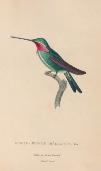Histoire naturelle des oiseaux-mouches Pl.29 by René-Primevère Lesson