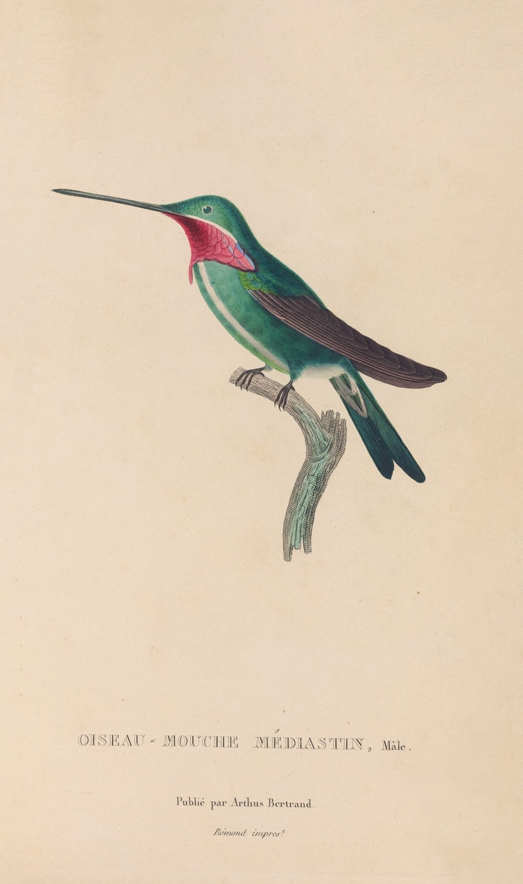 Histoire naturelle des oiseaux-mouches Pl.29 by René-Primevère Lesson
