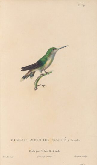 Histoire naturelle des oiseaux-mouches Pl.70 by René-Primevère Lesson