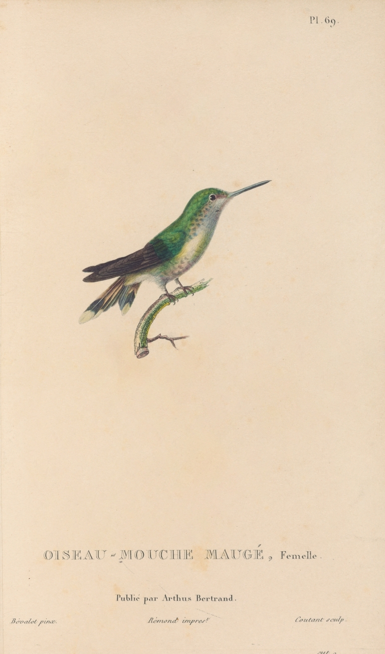 Histoire naturelle des oiseaux-mouches Pl.70 by René-Primevère Lesson