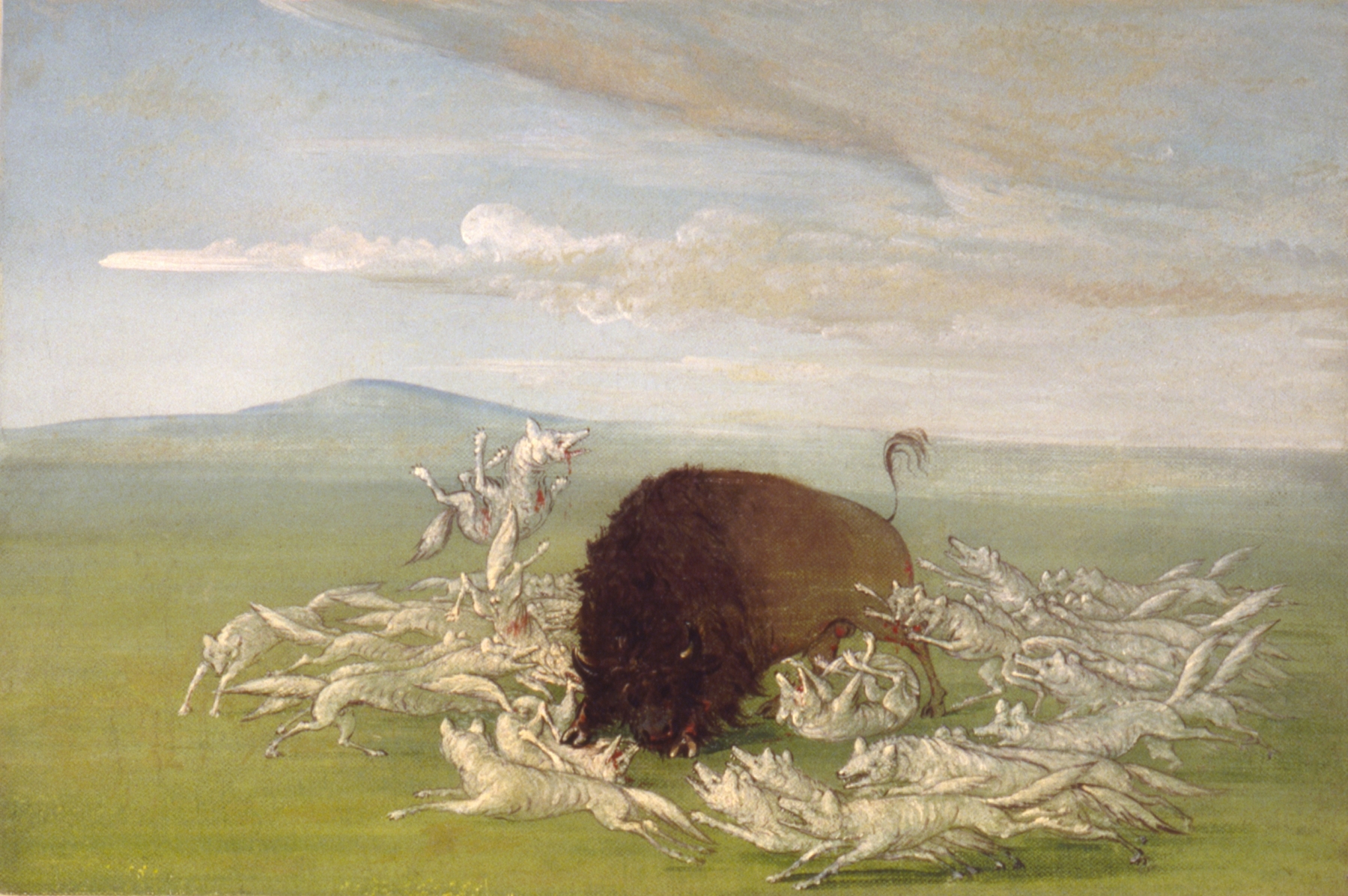 White Wolves Attacking a Buffalo Bull by George Catlin